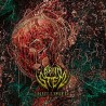 BRAIN STEM